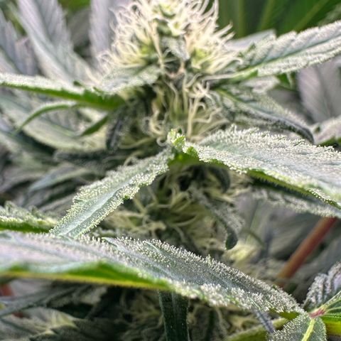 CxLAZ #15 52g growlog timeline photo