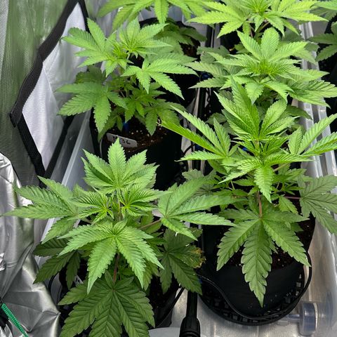 CxLAZ #16 50.72g growlog timeline photo