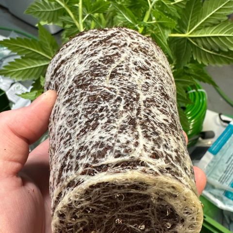 Fuel D.OG #1 Female 47.36g growlog photo: Transplanted into 1 gal pot