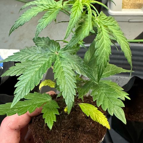 Auto Think Different  #1 growlog photo: Transplanted into 1 gal