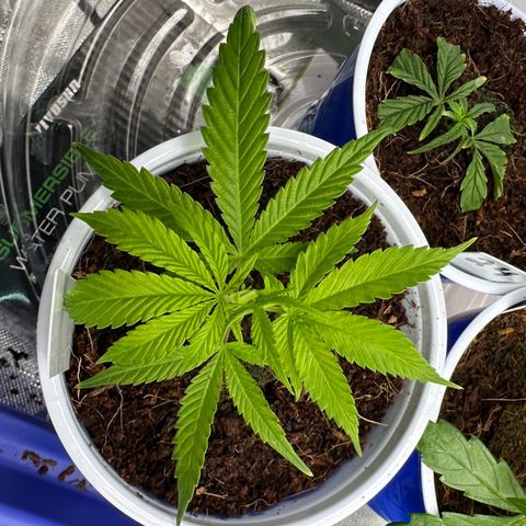MiscxLAZ #08 C #1 growlog timeline photo