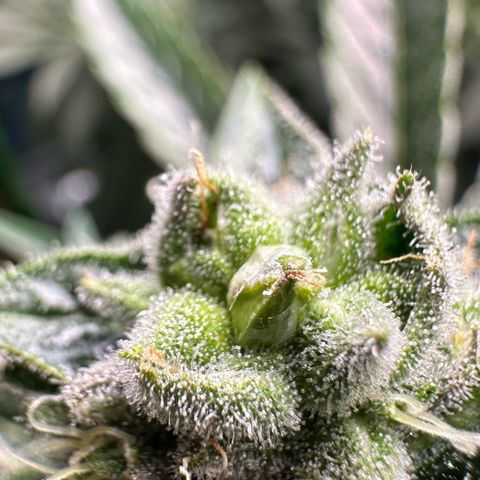 Misc x (LA Kush x Zkittles) #26 60.7g growlog timeline photo