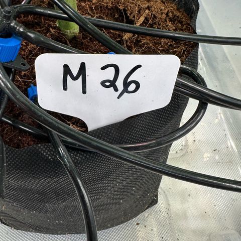 Misc x (LA Kush x Zkittles) #26 60.7g growlog timeline photo