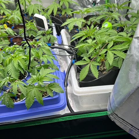 Misc x (LA Kush x Zkittles) #26 60.7g growlog timeline photo