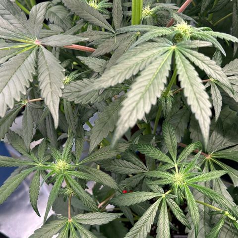 Misc x (LA Kush x Zkittles) #33 19.08g growlog timeline photo