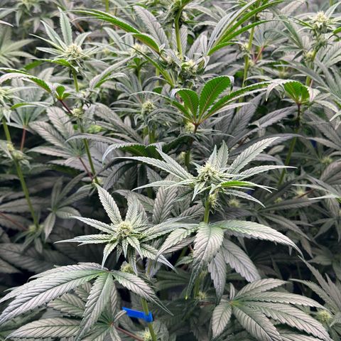 CxLAZ #16 50.72g growlog photo: Stacking nicely 9 heads