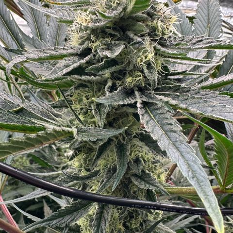 CxLAZ #31 58.75g growlog timeline photo