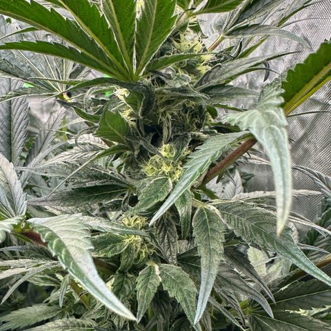 Misc x (LA Kush x Zkittles) #37 42.26g growlog timeline photo