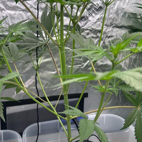 CxLAZ #16 50.72g growlog timeline photo