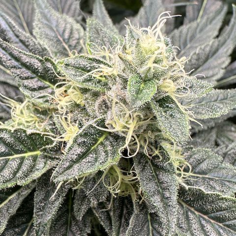 CxLAZ #06 growlog timeline photo