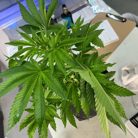 CxLAZ #16 50.72g growlog photo: Lollipoped