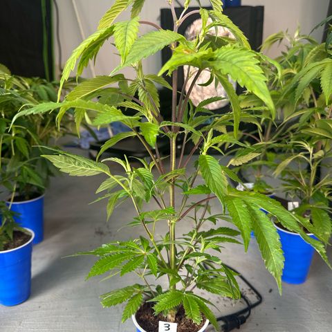 CxLAZ #03 C #1 58.58g growlog timeline photo