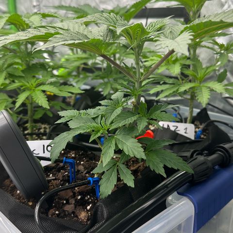 CxLAZ #16 50.72g growlog timeline photo