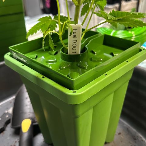 Fuel D.OG #1 Female 47.36g growlog photo: Transplanted into 1 gal pot