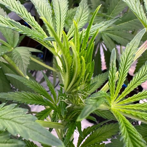 CxLAZ #16 50.72g growlog timeline photo