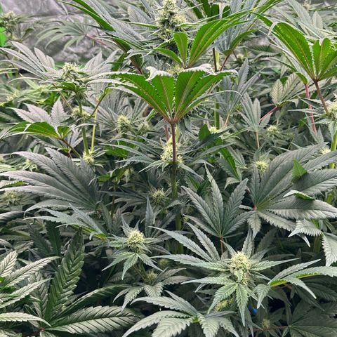 CxLAZ #31 58.75g growlog timeline photo