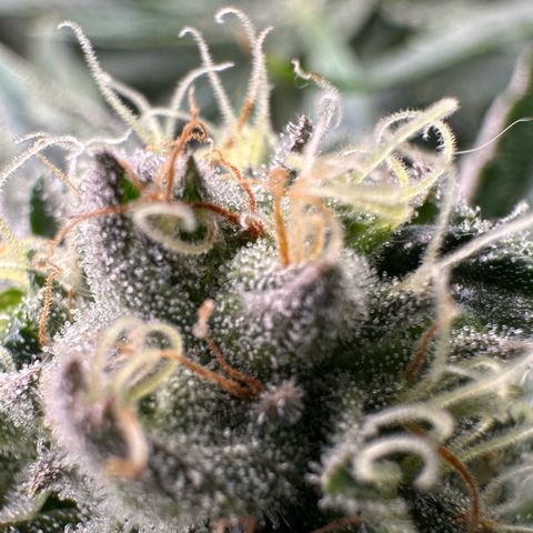 Misc x (LA Kush x Zkittles) #26 60.7g growlog timeline photo