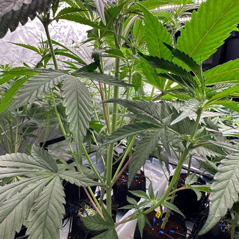 CxLAZ #16 50.72g growlog timeline photo