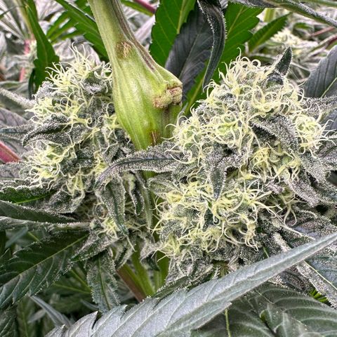 CxLAZ #31 58.75g growlog timeline photo