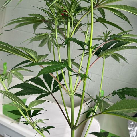 CxLAZ #16 50.72g growlog timeline photo