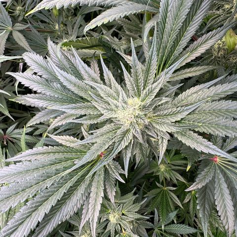 Misc x (LA Kush x Zkittles) #10 growlog timeline photo