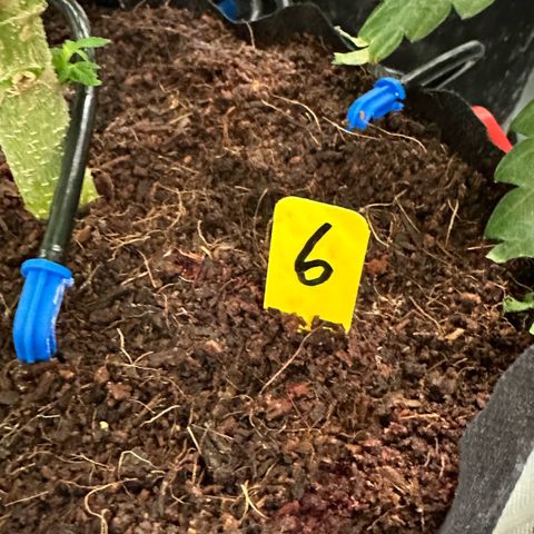 CxLAZ #06 growlog timeline photo