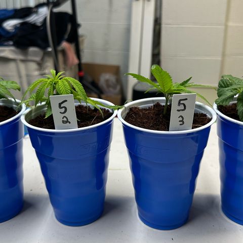 MiscxLAZ 5-4 34.63g growlog timeline photo