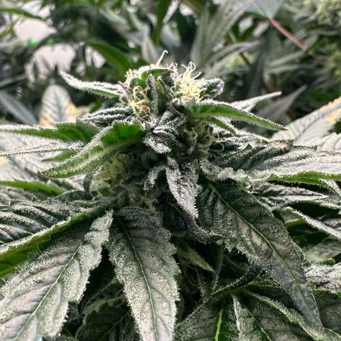 Misc x (LA Kush x Zkittles) #35 28.55g growlog timeline photo