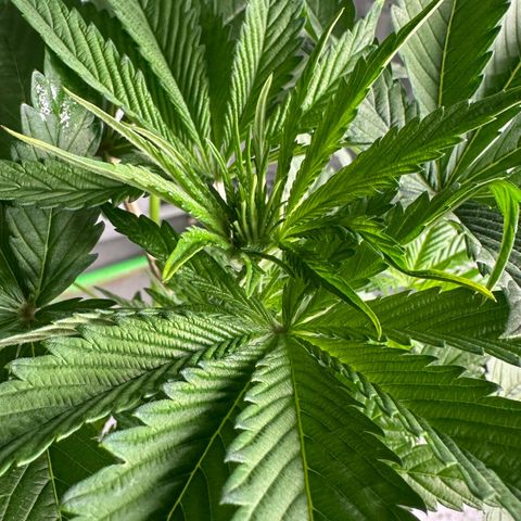 CxLAZ #16 50.72g growlog timeline photo