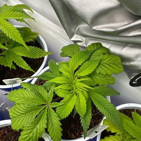 CxLAZ #03 C #1 58.58g growlog timeline photo