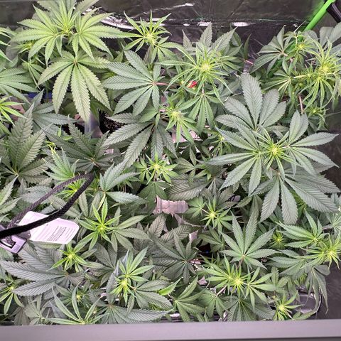 CxLAZ #16 50.72g growlog timeline photo