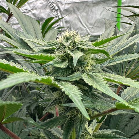 CxLAZ #16 50.72g growlog timeline photo