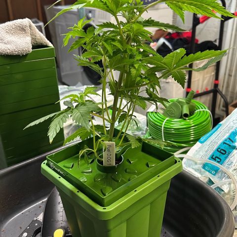 Fuel D.OG #1 Female 47.36g growlog photo: Transplanted into 1 gal pot