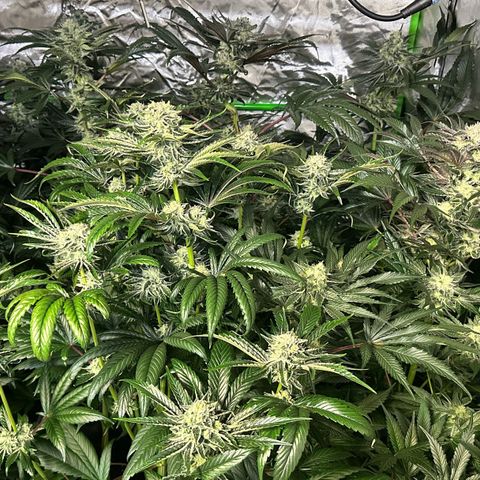 Misc x (LA Kush x Zkittles) #37 42.26g growlog timeline photo