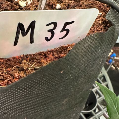 Misc x (LA Kush x Zkittles) #35 28.55g growlog timeline photo
