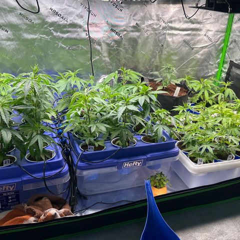 Shaman growlog timeline photo