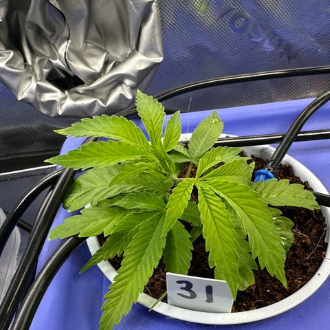 CxLAZ #31 C growlog timeline photo