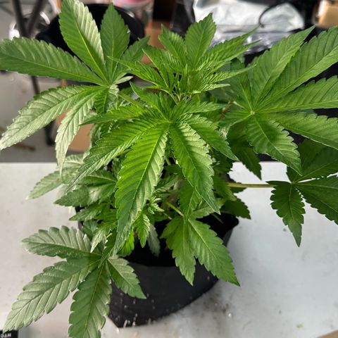 CxLAZ #16 50.72g growlog photo: Lollipoped