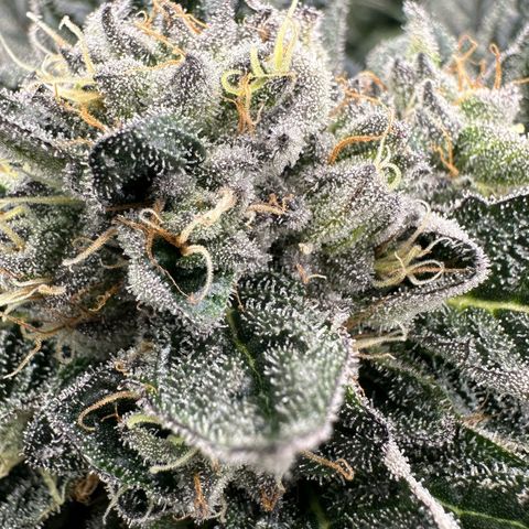 Misc x (LA Kush x Zkittles) #27 33.12g growlog timeline photo