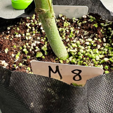 CxLAZ #16 50.72g growlog timeline photo