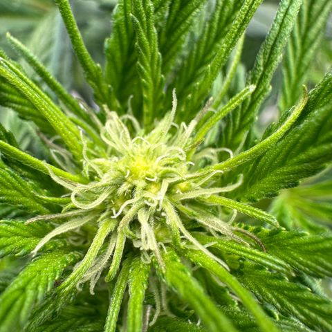 CxLAZ #16 50.72g growlog timeline photo