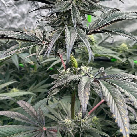 Misc x (LA Kush x Zkittles) #22 34.14g growlog timeline photo