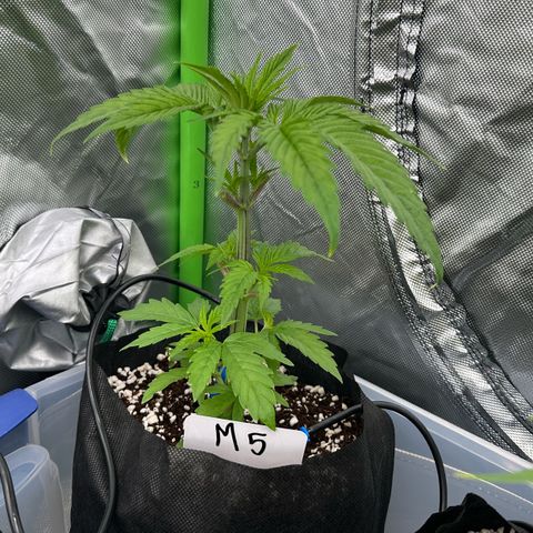 CxLAZ #16 50.72g growlog timeline photo