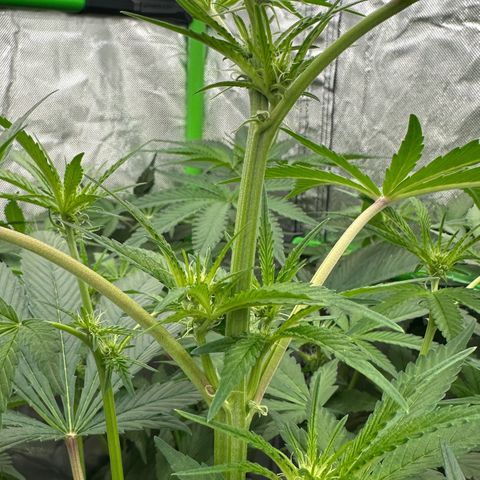 CxLAZ #16 50.72g growlog timeline photo