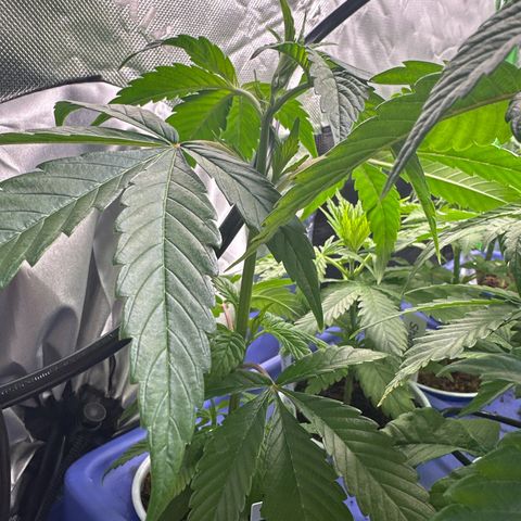 MiscxLAZ #26 C #1 47.15g growlog timeline photo