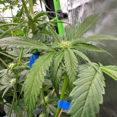CxLAZ #16 50.72g growlog photo: Pollenated bud site