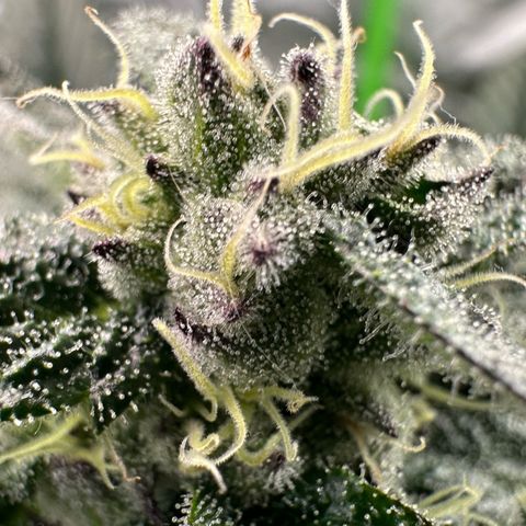 Misc x (LA Kush x Zkittles) #22 34.14g growlog timeline photo