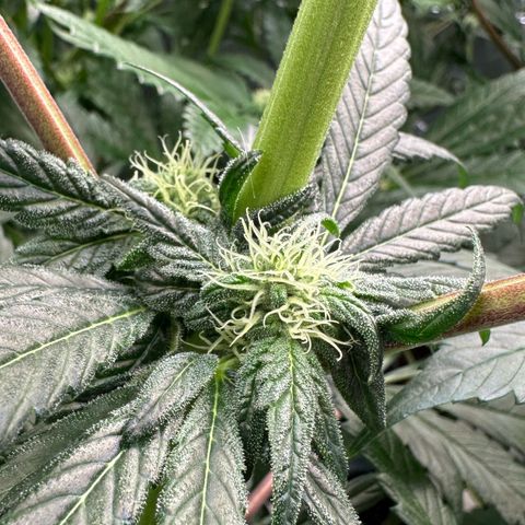 CxLAZ #16 50.72g growlog photo: Leafy 