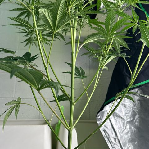 CxLAZ #16 50.72g growlog timeline photo