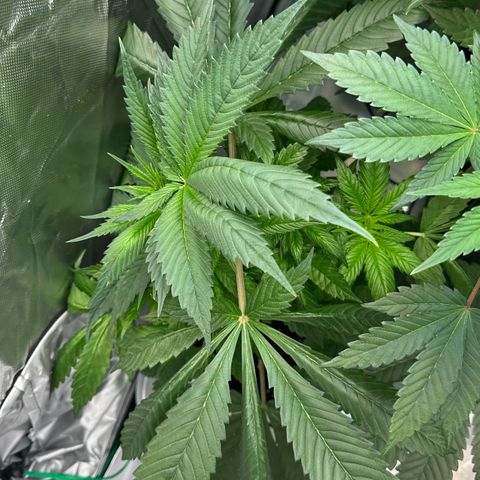 CxLAZ #16 50.72g growlog timeline photo